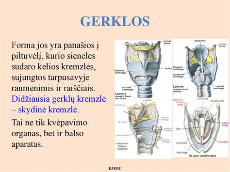 vaikų kvėpavimo takų anatomija