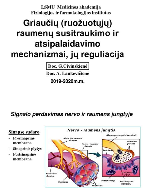 Schematinis raumenų atsipalaidavimo vaizdas