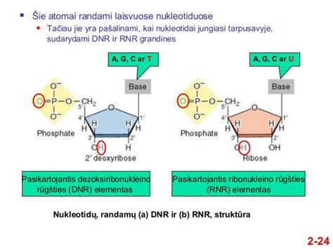 folio rūgšties molekulės struktūra