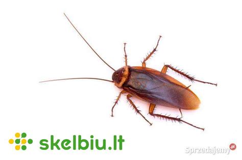 Tarakonų įvairovė