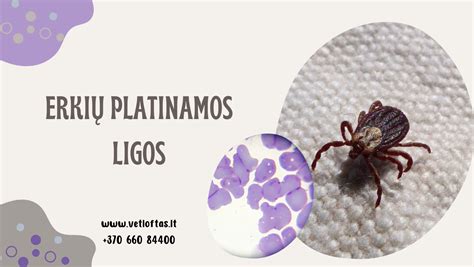 Tarakonų platinamos ligos