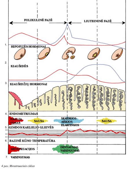 vaisingumo ciklas moters