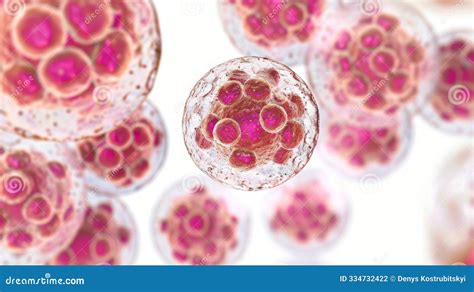 Chlamydia trachomatis bakterijos mikroskopinis vaizdas