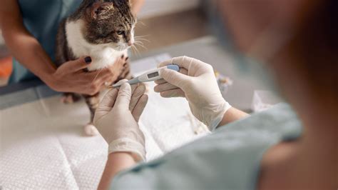 veterinaras apžiūri kačiuką