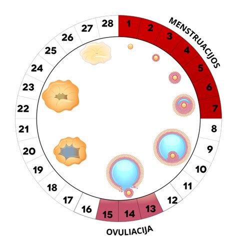 Moters reprodukcinė sistema su kiaušidėmis