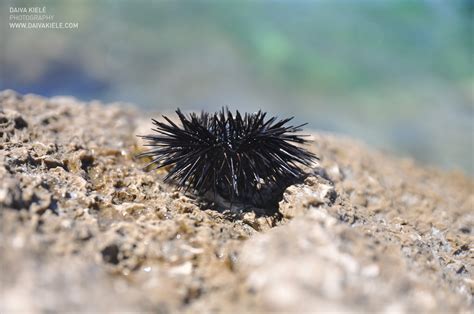 Jūros ežys ant akmenų