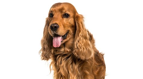 Šuo susiradęs pavėsį po skėčiu