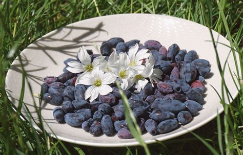 Valgomieji ir nuodingi sausmedžio vaisiai