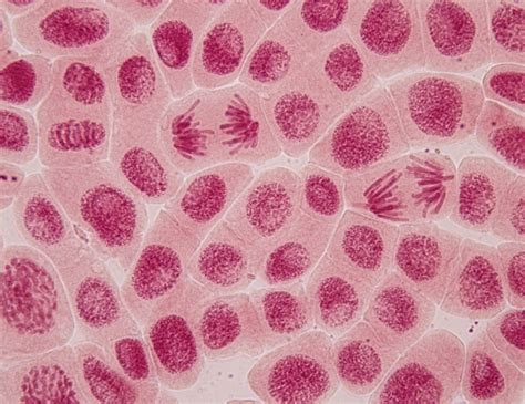 Vaizdas, vaizduojantis subrendusią blastocistę su aiškiai atskirtomis ląstelių masėmis