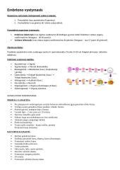Schema, vaizduojanti embriono vystymosi stadijas nuo zigotos iki blastocistės