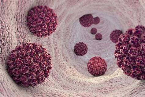 Žmogaus papilomos viruso struktūra