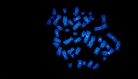 Chromosomų porų vaizdavimas