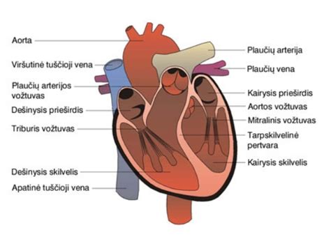 Širdies anatomija ir kraujo tėkmė