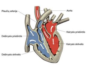 Širdies vožtuvų veikimo schema
