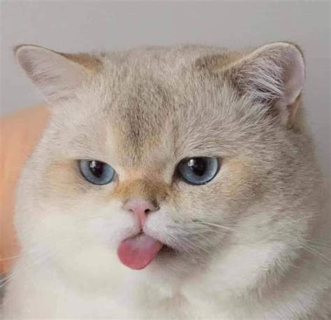 Moteris, laikanti rankose šaldytą kiaušinėlio mėgintuvėlį