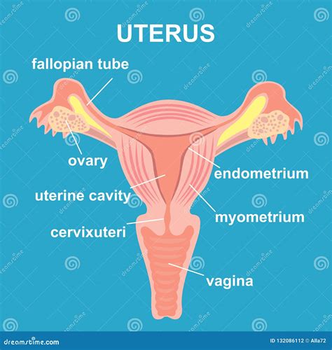 Illustration of the female reproductive system with a focus on the cervix and mucus plug