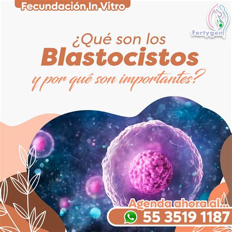 Blastocistos implantacijos schema