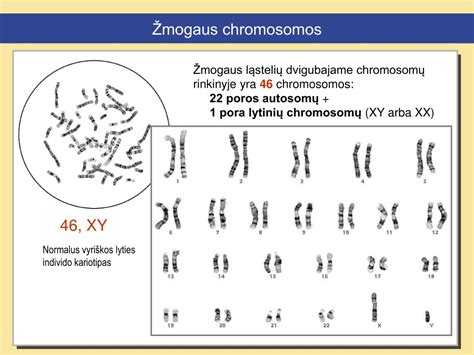 Žmogaus kariotipas - 23 chromosomų poros