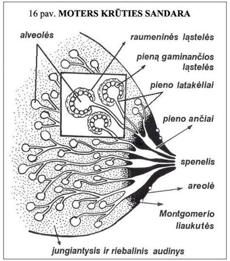 Schematinis krūties pieno gamybos vaizdas