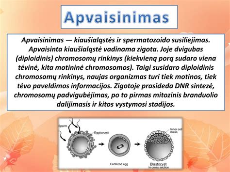 Spermatozoido ir kiaušialąstės susiliejimas