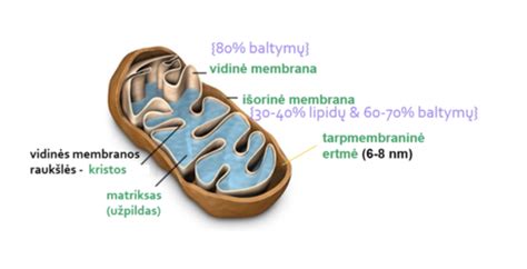 Mitochondrijų schema ląstelėje