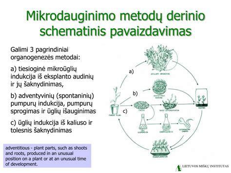 Medicininio aborto schematinis pavaizdavimas