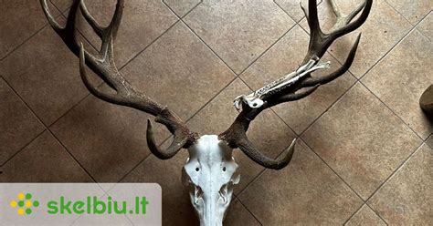 Tauriojo elnio ragai