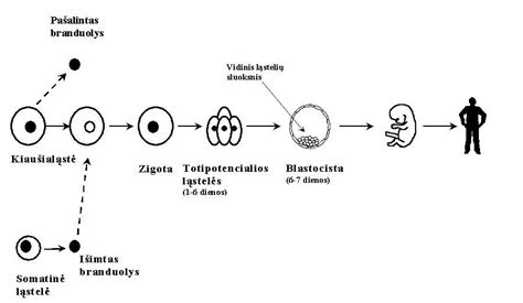 Schematinis pavaizdavimas dviejų tipų dvynių: dizigotinių ir monozigotinių
