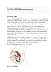 Placenta prisitvirtinusi prie gimdos sienelės