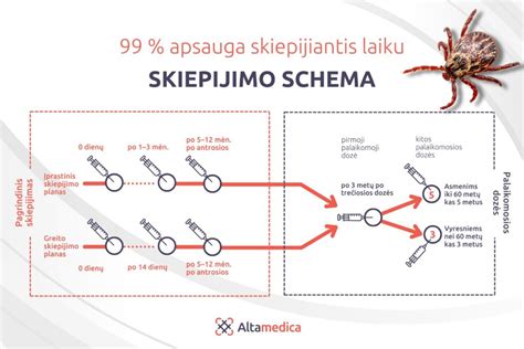 Infografika: Skiepų nuo kokliušo schema