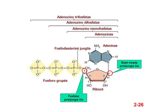 Acetilcholino receptoriaus struktūra