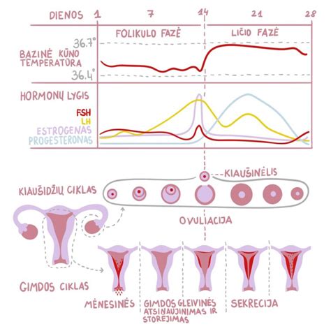 Moterų menstruacinis ciklas