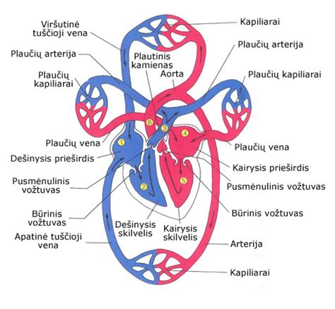 Virkštelės sandara ir kraujotaka