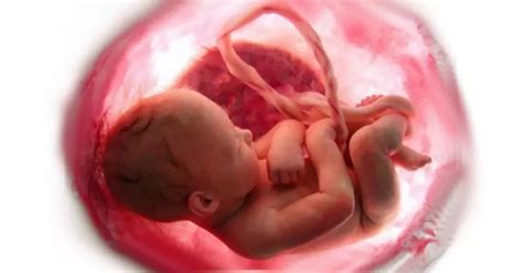 Vaisiaus apsauga gimdoje