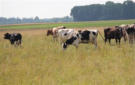 Karvės ganosi pievoje