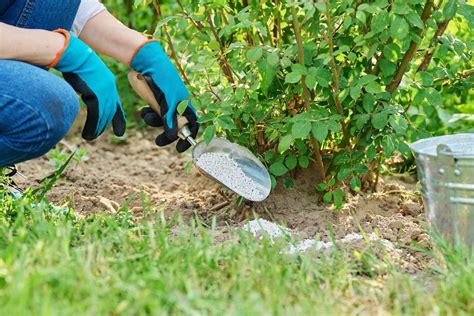 Sieros trūkumo požymiai pasėliuose