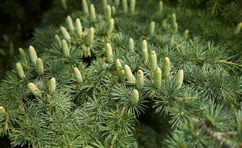 Loricų pušys Pollino parke