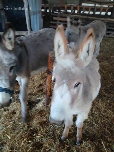 Asilas nešantis krovinius kalnuotu keliu