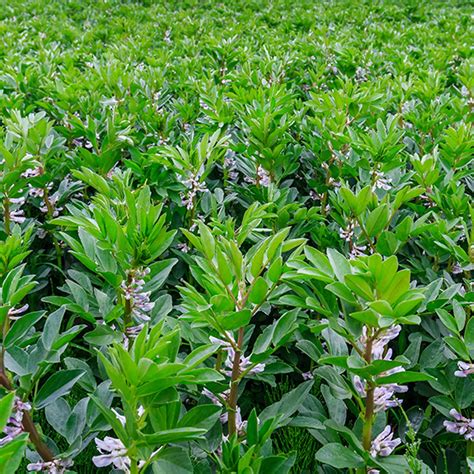 Įvairūs ankštiniai augalai