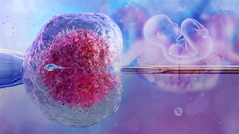 In vitro apvaisinimo (IVF) eiga