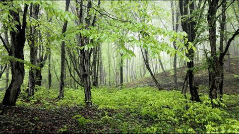 pavasarinis miškas su paukščių lizdeliais