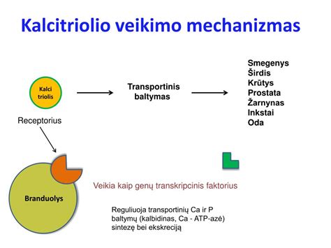 scheminis beta-laktaminių antibiotikų veikimo mechanizmas