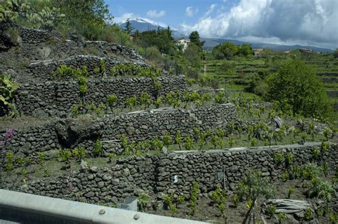 Vineyards on volcanic slopes in Umbria