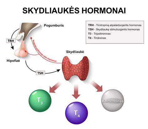 Skydliaukės anatomija ir hormonų poveikis
