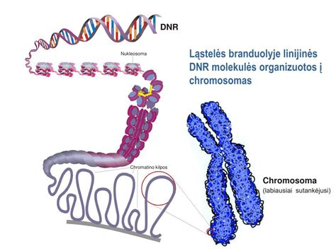 Infografika, rodanti žmogaus chromosomas ir trisomijas