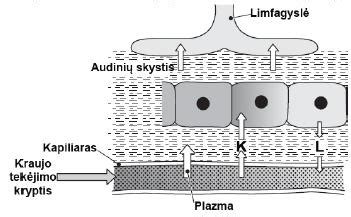Schematinis 3-MCPD ir GE susidarymo procesas aliejaus rafinavime