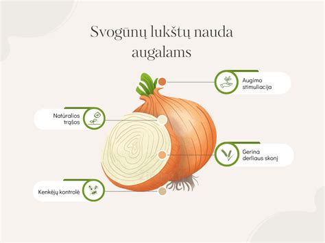 Dolomito miltų sudėtis ir nauda augalams