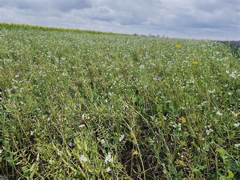 Senovinių grūdų laukas