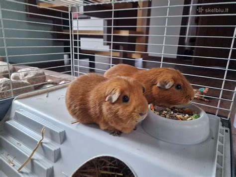 Jūrų kiaulytės, bendraujančios tarpusavyje