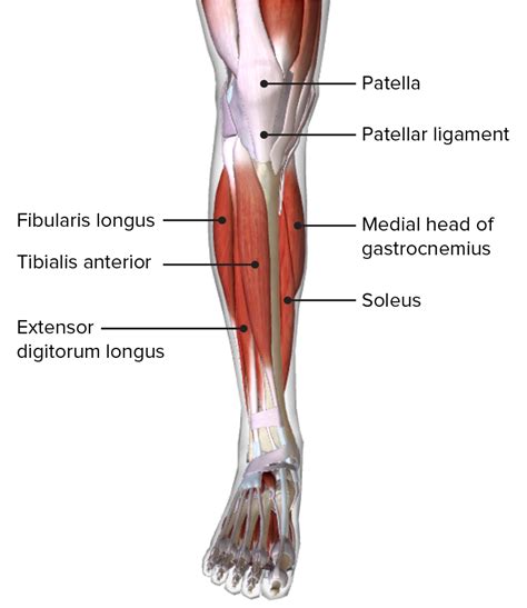 anatomical illustration of a human leg muscle compartment